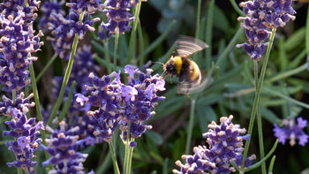 Bumble Bee flying to Lavender This is a nature photograph showing a bumble bee in mid-flight approaching lavender plants with vivid purple flowers. Taken during the evening in summer, the image captures the interaction between insects and plants as the bee hovers with its wings visibly blurred due to motion. The scene demonstrates a typical activity among bees, which are attracted to lavender blossoms commonly found in summer gardens. The photo emphasizes the relationship between bees and lavender, illustrating how insects play a role in pollination within a vibrant garden setting. No prominent landmarks are visible, as the focus remains on the bumble bee and the surrounding lavender plants.